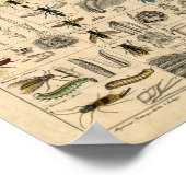 Poster Diagramme d'insectes vintage (Coin)