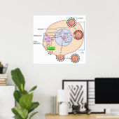 Poster Diagramme d'invasion et de réplication du virus de (Bureau à domicile)