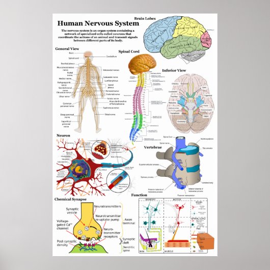 Poster Diagramme du cerveau humain et du système nerveux  (Devant)