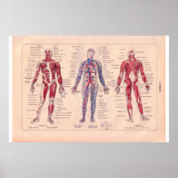 Diagramme du corps humain, Français 1920