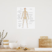 Poster Diagramme du corps nerveux humain (Cuisine)