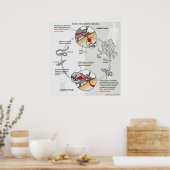 Poster Diagramme du cycle de vie de Onchocerca Volvulus (Cuisine)