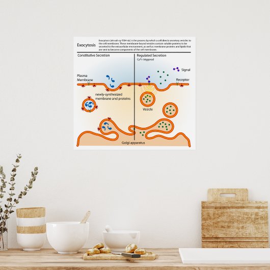 Poster Diagramme du processus cellulaire Exocytose (Cuisine)