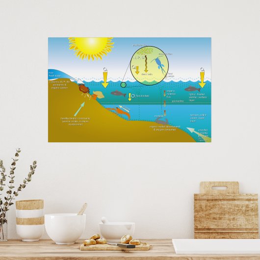Poster Diagramme du processus d'eutrophisation de l'eau (Cuisine)