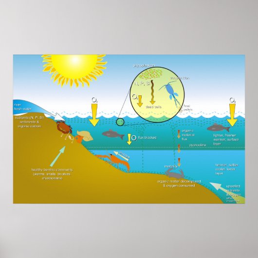 Poster Diagramme du processus d'eutrophisation de l'eau (Devant)