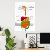 Poster Diagramme du sentier gastro-intestinal humain (Bureau à domicile)