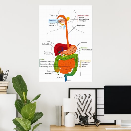 Poster Diagramme du sentier gastro-intestinal humain (Bureau à domicile)