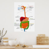 Poster Diagramme du sentier gastro-intestinal humain (Cuisine)