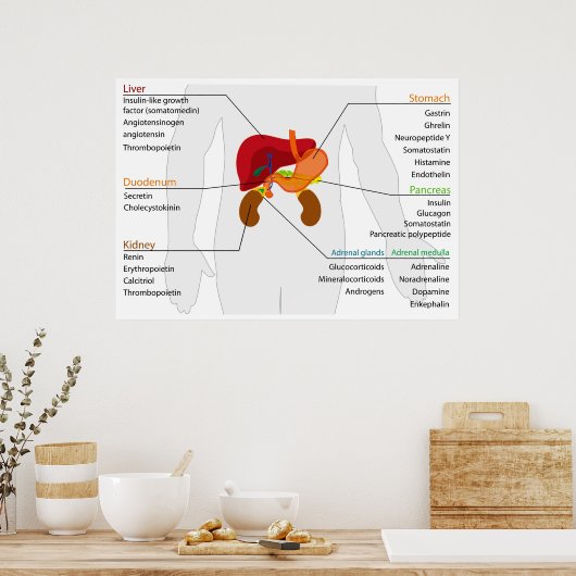Poster Diagramme du système d'algues endocriniennes (Cuisine)