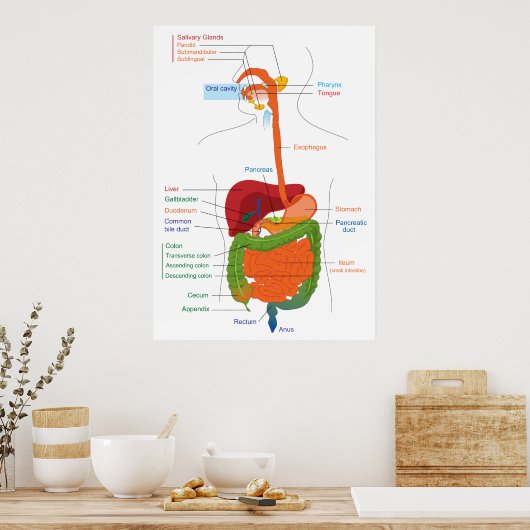 Poster Diagramme du système digestif humain (Cuisine)