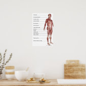 Poster Diagramme du système musculaire (Cuisine)