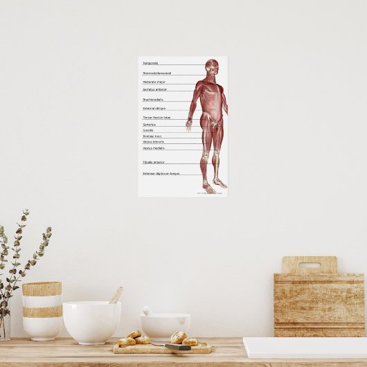 Poster Diagramme du système musculaire (Cuisine)