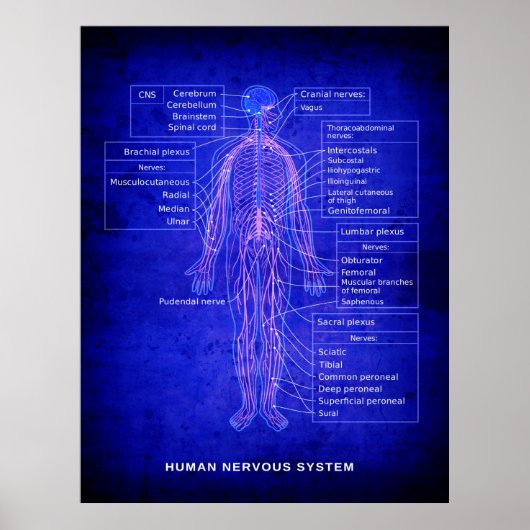 POSTER DIAGRAMME DU SYSTÈME NERVEUX HUMAIN - BLUEPRINT (Devant)