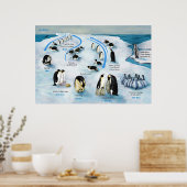 Poster Diagramme d'un cycle de vie de l'empereur Penguin (Cuisine)