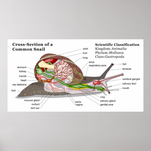 Poster Diagramme d'un escargot de jardin commun (Helix as (Devant)