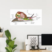 Poster Diagramme d'un hélix d'escargot Aspersa Mollusk (Bureau à domicile)