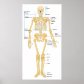 Poster Diagramme d'un Skeleton féminin humain Vue frontal (Devant)