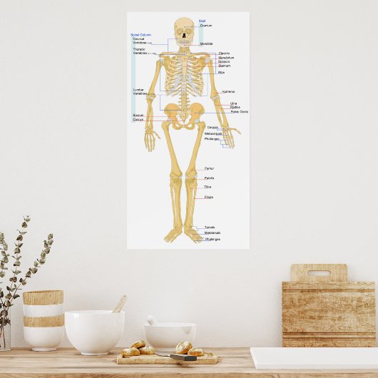 Poster Diagramme d'un Skeleton féminin humain Vue frontal (Cuisine)
