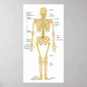 Poster Diagramme d'un squelette féminin humain Vue arrièr