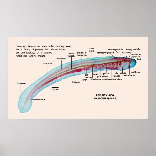 Poster Diagramme d'une espèce de lamproie marine Larva (Devant)