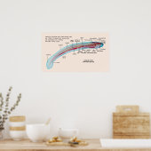 Poster Diagramme d'une espèce de lamproie marine Larva (Cuisine)