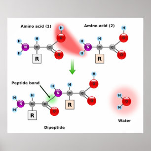 Poster Diagramme d'une formation de liaison Amino Acid Pe
