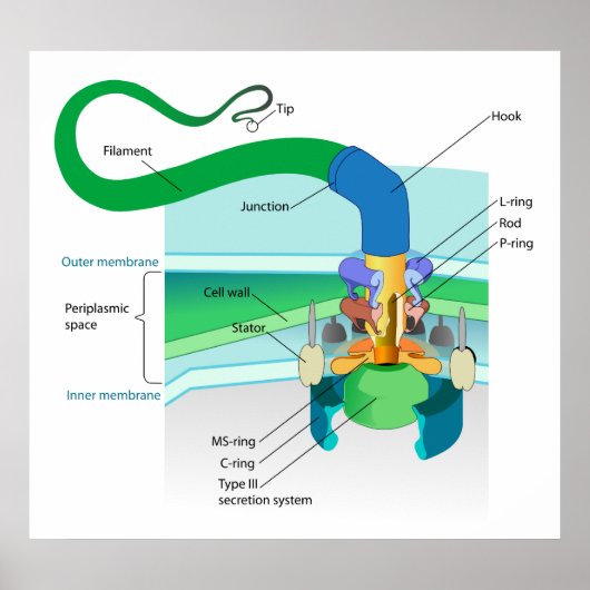 Poster Diagramme flagellaire bactérien négatif de Gram (Devant)