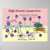 Poster Diagramme HDL Lipoprotéine haute densité (Devant)