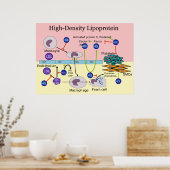 Poster Diagramme HDL Lipoprotéine haute densité (Cuisine)