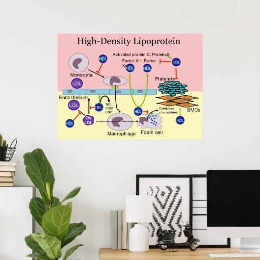 Poster Diagramme HDL Lipoprotéine haute densité (Bureau à domicile)