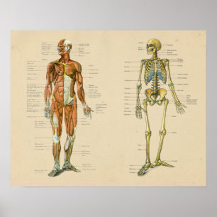 Poster Diagramme humain de cru d'anatomie de Skelton de