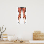 Poster Diagramme illustrant les groupes de muscles de la  (Cuisine)