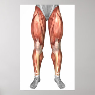 Poster Diagramme Illustrant Les Groupes Musculaires Sur L