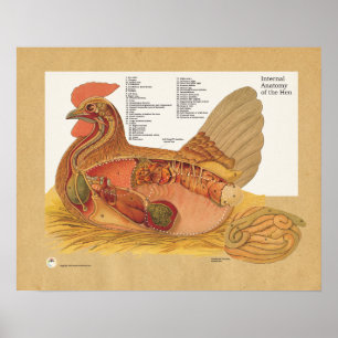 Poster Diagramme interne d'anatomie de poule de poulet