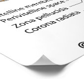 Poster Diagramme labellisé de fertilisation (Coin)