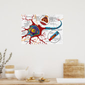 Poster Diagramme Neurone Complet Cellule Nerveuse Système (Cuisine)