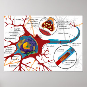 Poster Diagramme Neurone Complet Cellule Nerveuse Système