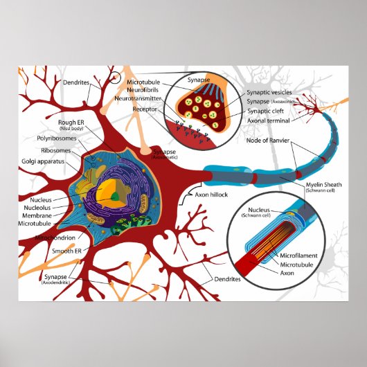 Poster Diagramme Neurone Complet Cellule Nerveuse Système (Devant)