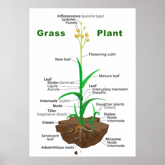 Poster Diagramme Plante Graminoïdes Grass (Devant)