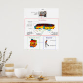 Poster Diagramme Plasma cellulaire Membrane Plasmalemme (Cuisine)