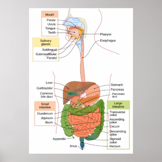 Poster Diagramme Système digestif gastro-intestinal humai (Devant)