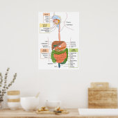 Poster Diagramme Système digestif gastro-intestinal humai (Cuisine)