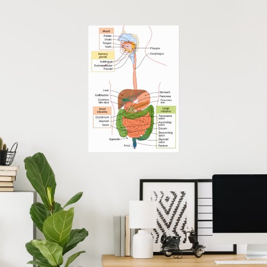 Poster Diagramme Système digestif gastro-intestinal humai (Bureau à domicile)