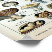 Poster Diagramme vintage des champignons (Coin)