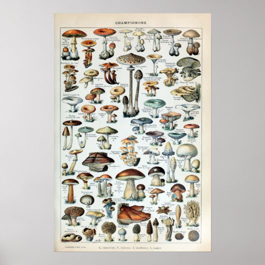 Poster Diagramme vintage des champignons (Devant)