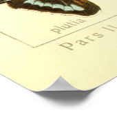 Poster Diagramme vintage des espèces de papillons (Coin)