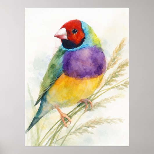 Poster Diamant de Gould Coloré Perché (Devant)