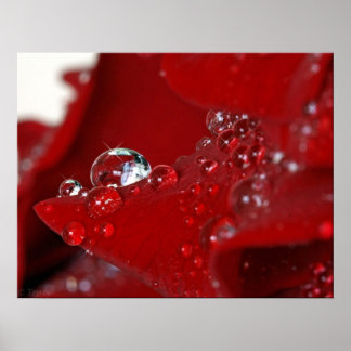 Poster Diamants de rose rouge