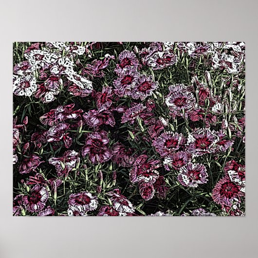 POSTER DIANTHUS (Devant)