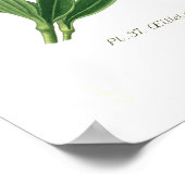 Poster Dianthus barbatus (Sweet William) (Coin)